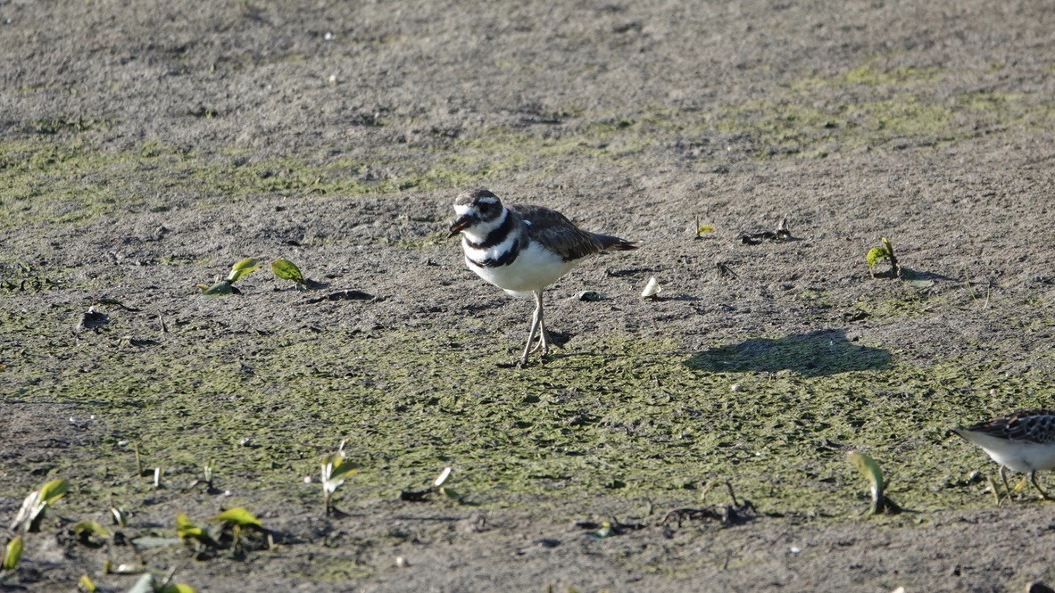 Killdeer - Wink Gross