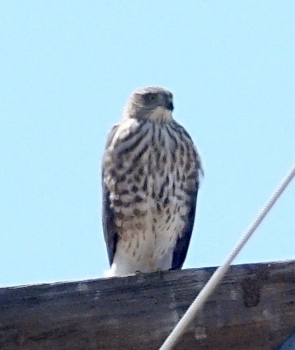 Sharp-shinned Hawk - ML364735551