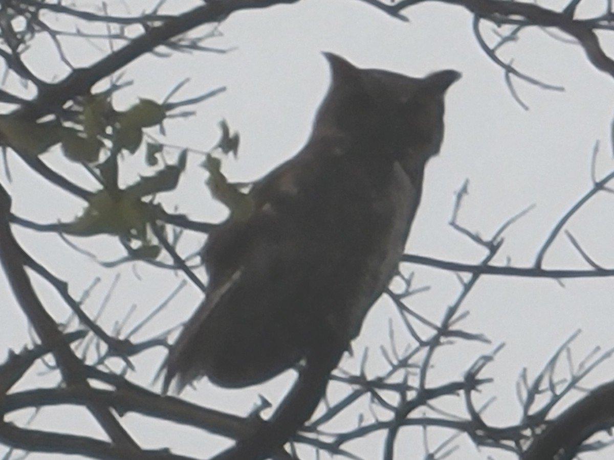 Great Horned Owl - ML364735601