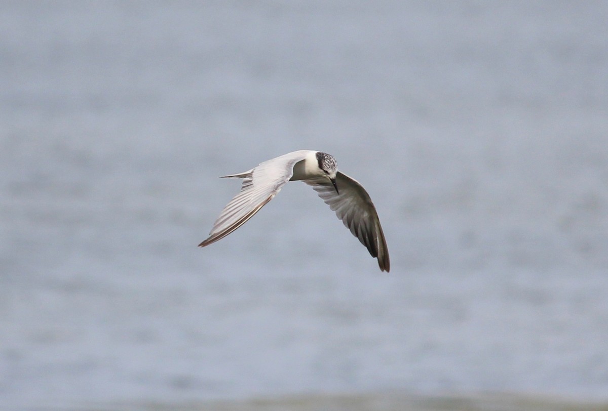 White-winged Tern - ML36473571