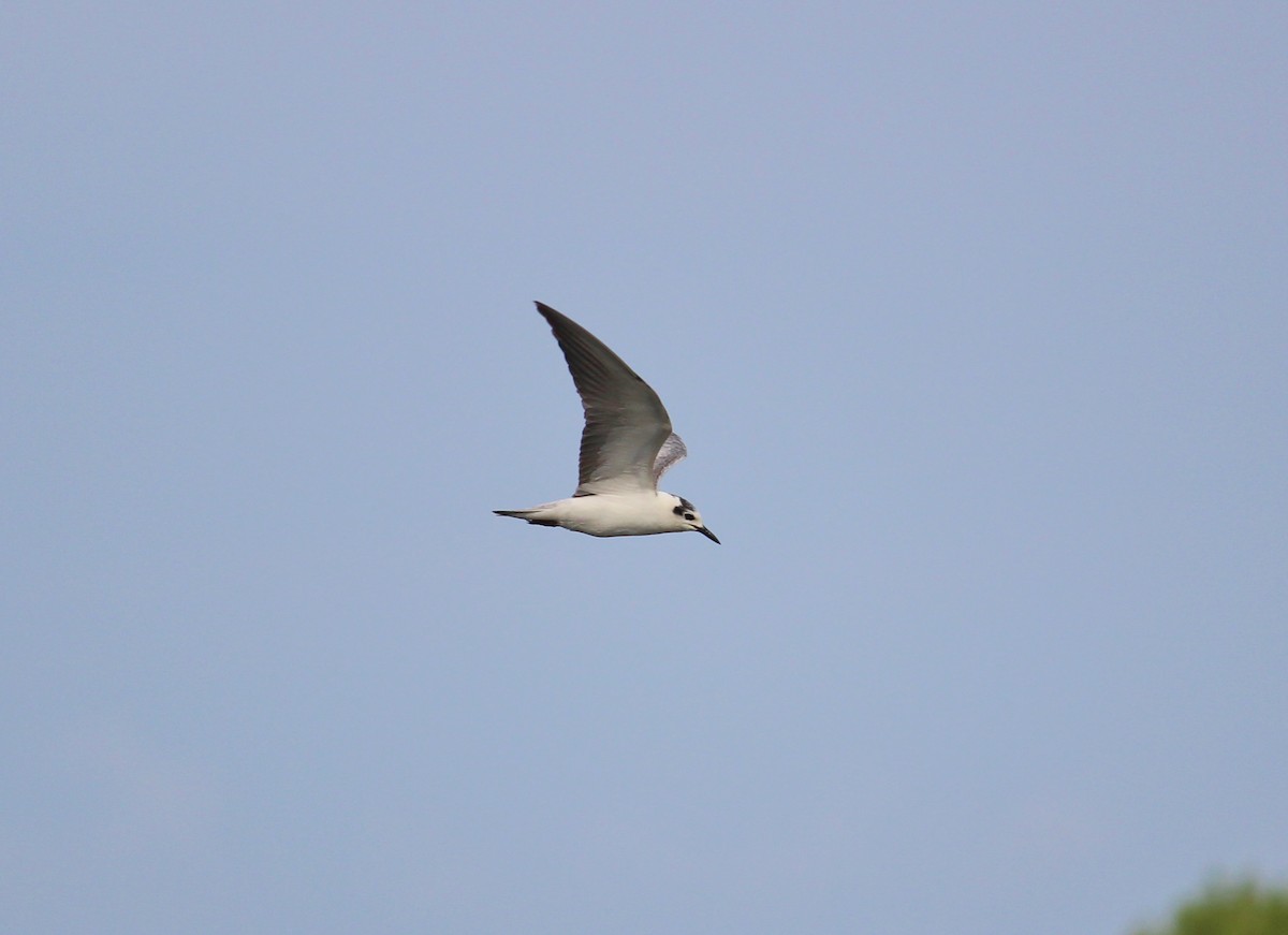 White-winged Tern - ML36473641