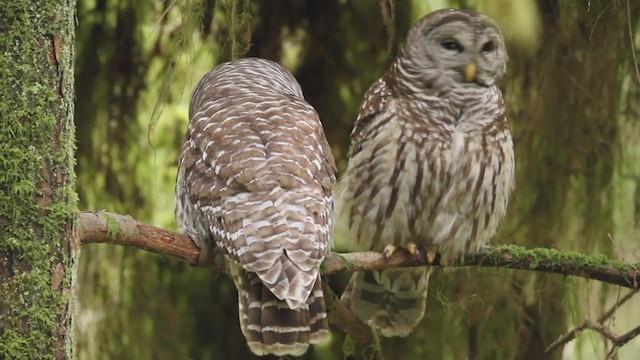 Barred Owl - ML364736471