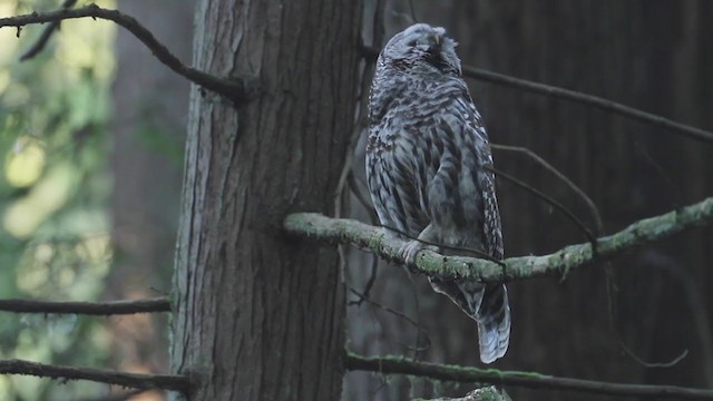 Barred Owl - ML364736481