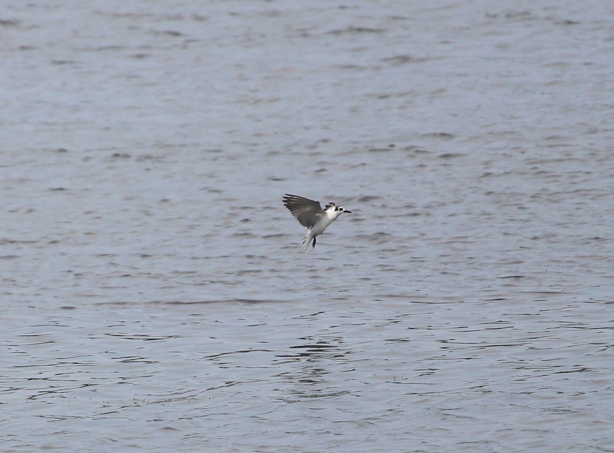 White-winged Tern - ML36473651