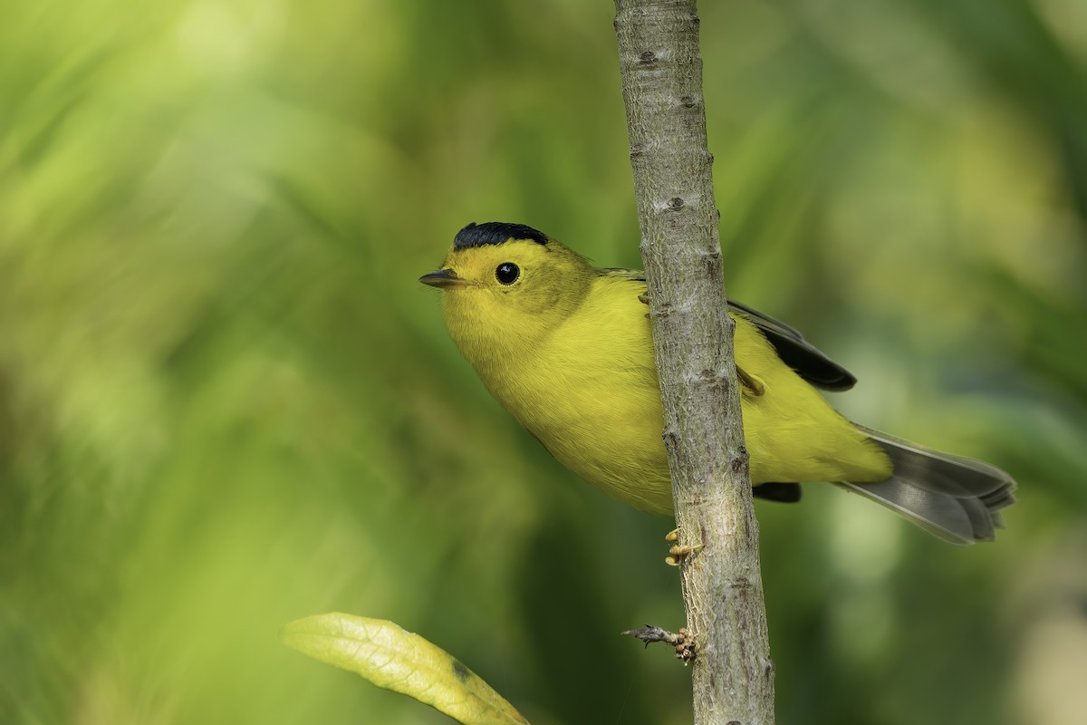 Wilson's Warbler (chryseola) - ML364737631