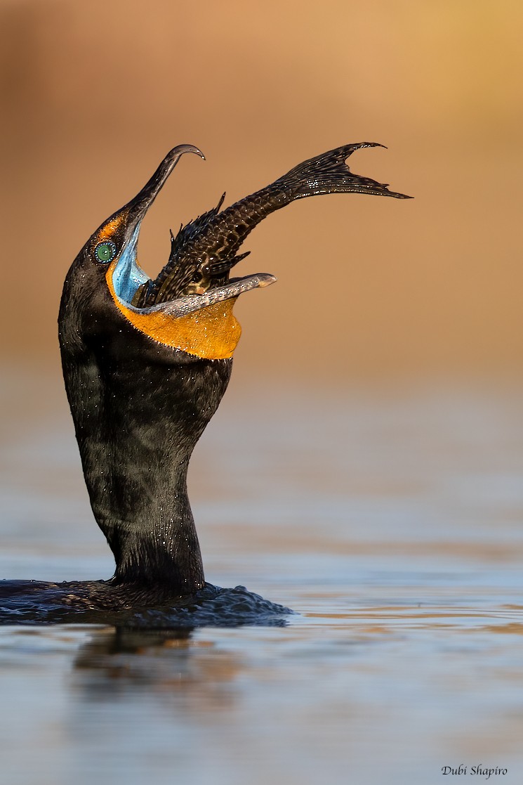 Double-crested Cormorant - ML364739591