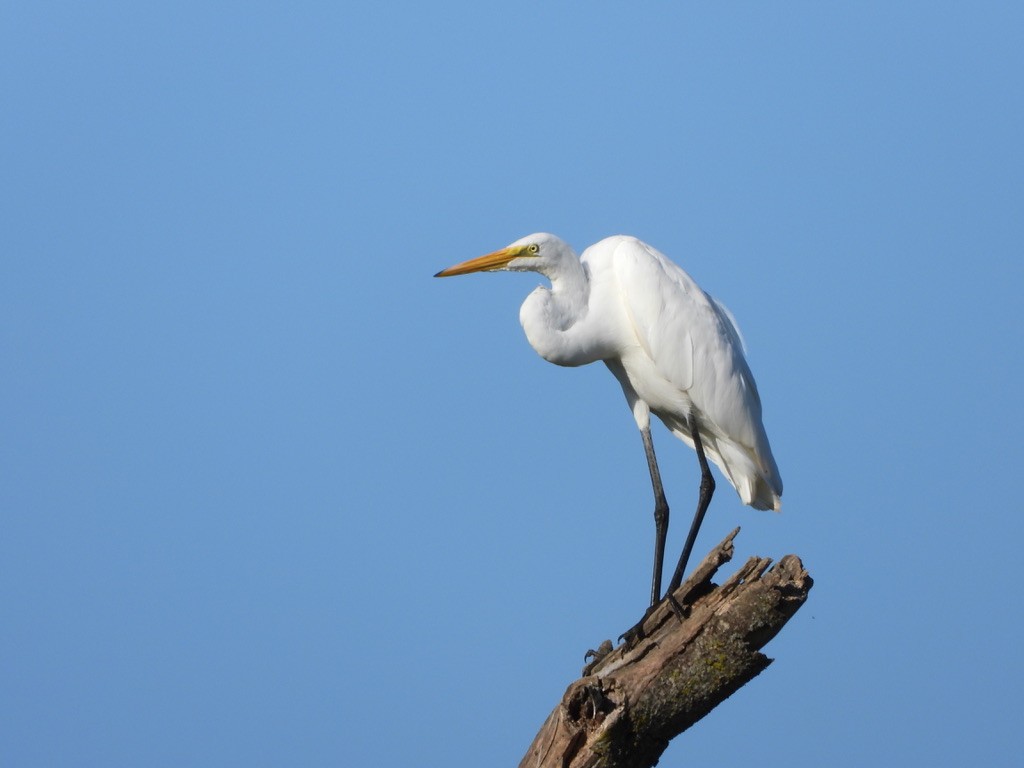 Great Egret - ML364739841