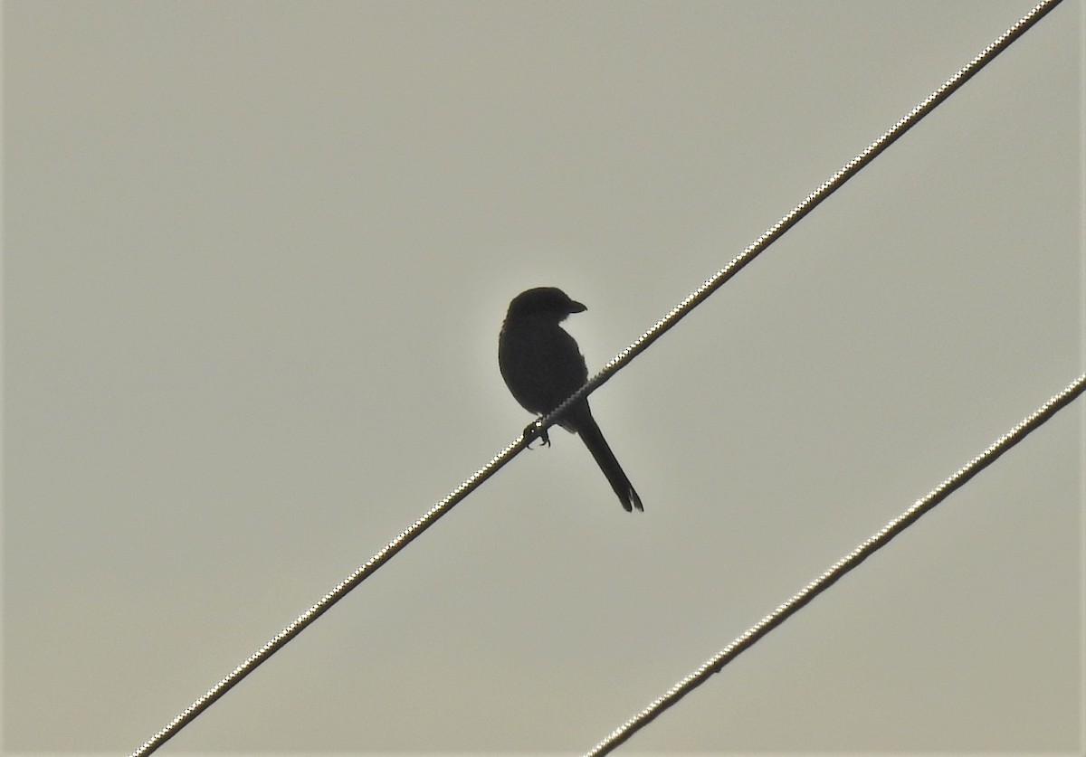 ťuhýk americký - ML364742181