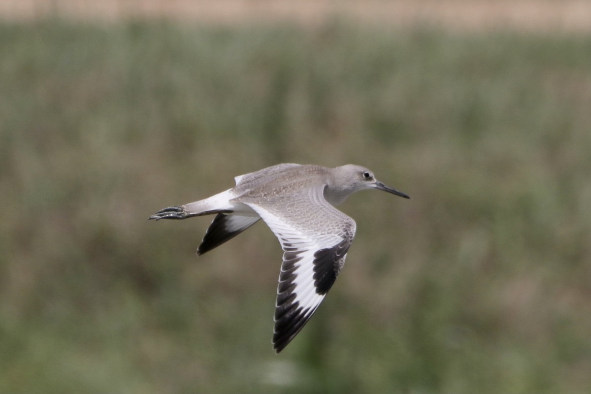 Boz Düdükçün (inornata) - ML364742191