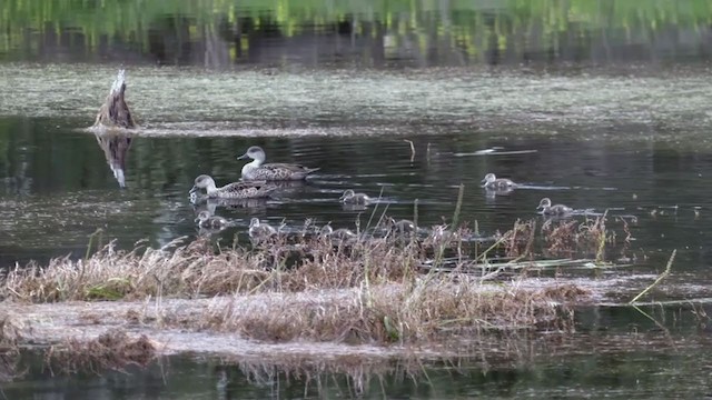 ハイイロコガモ - ML364742731