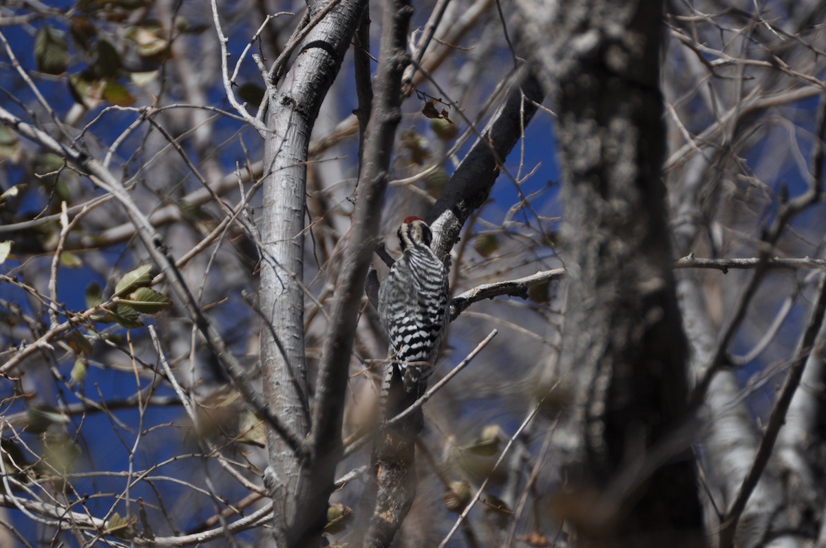 Ladder-backed Woodpecker - ML364744821