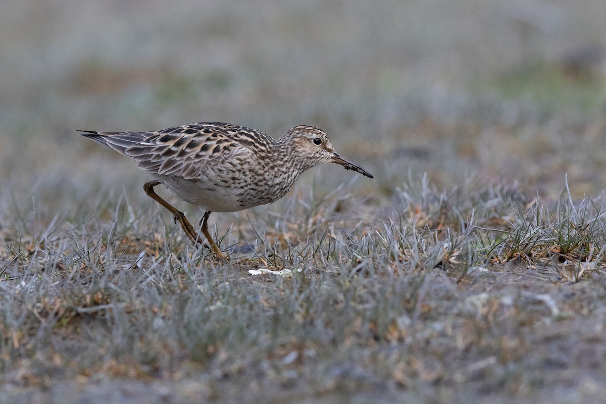 Pectoral Sandpiper - Sam Wilson