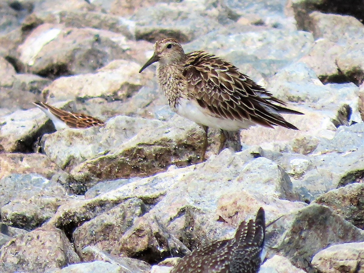 Pectoral Sandpiper - ML364749081