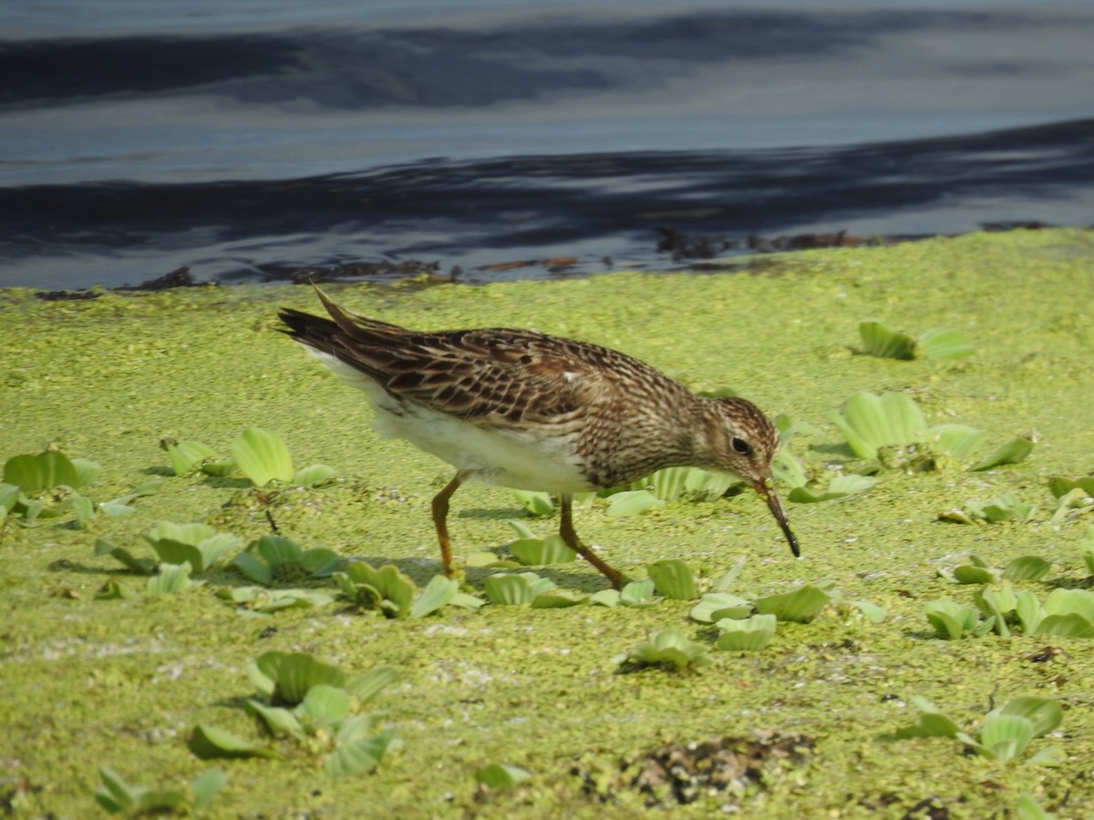 Pectoral Sandpiper - ML364751021