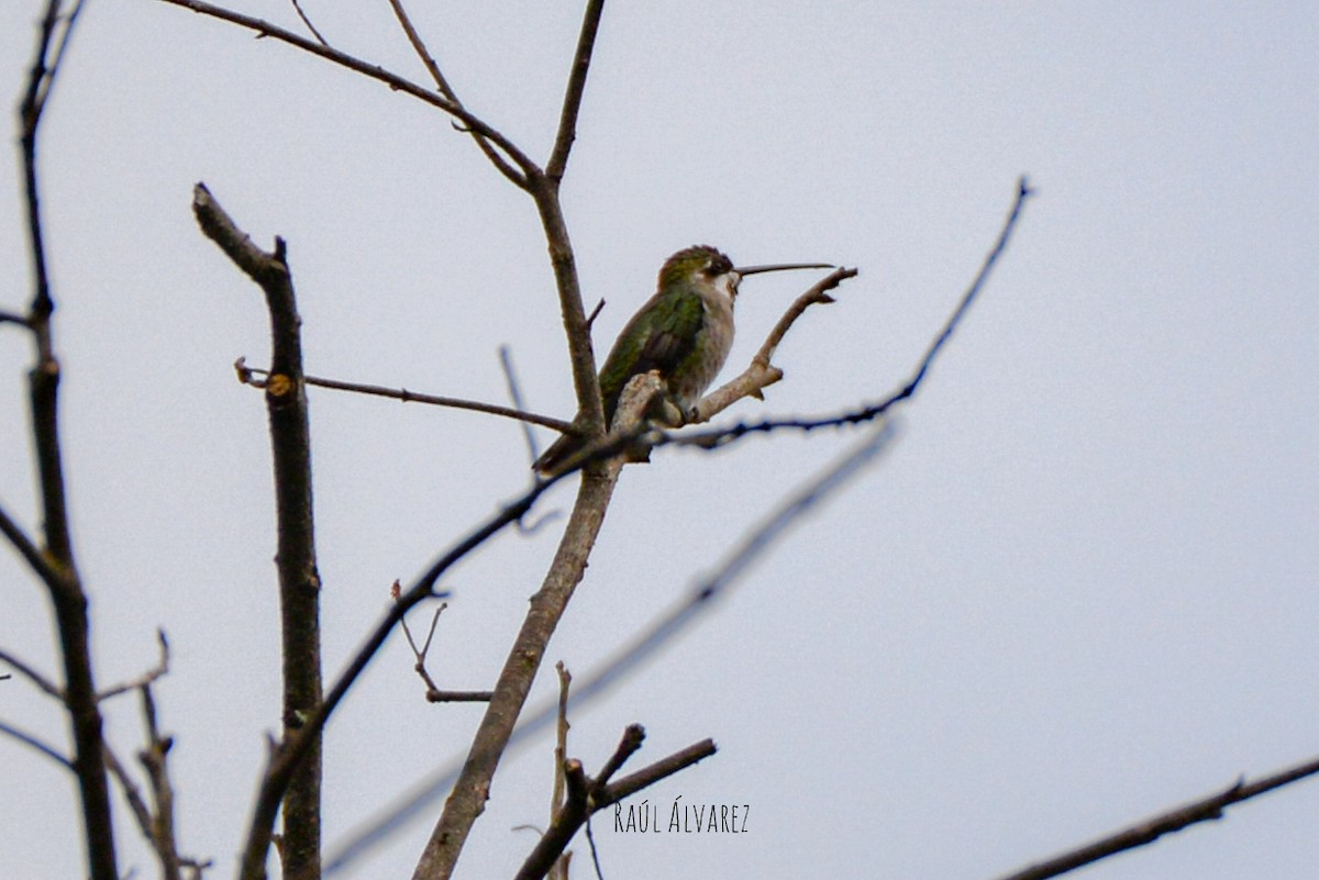 Long-billed Starthroat - ML364752461