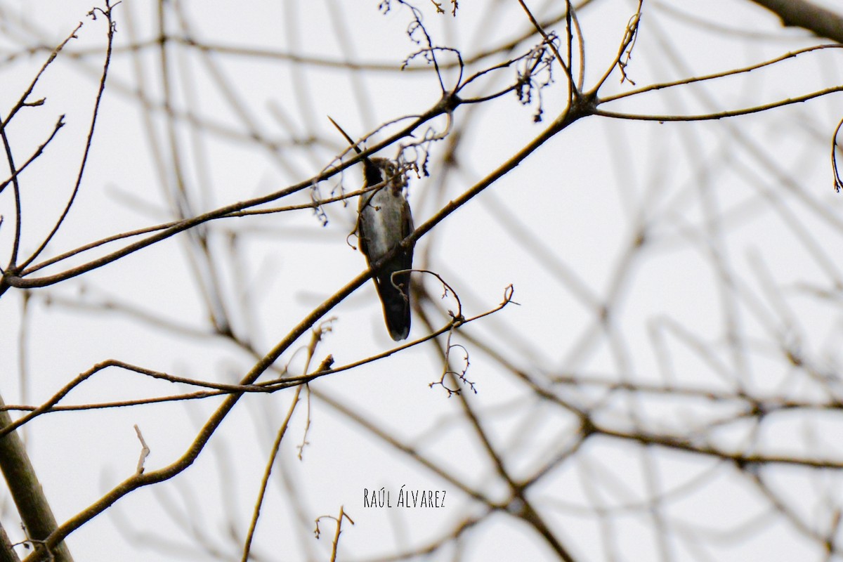 Long-billed Starthroat - ML364752471