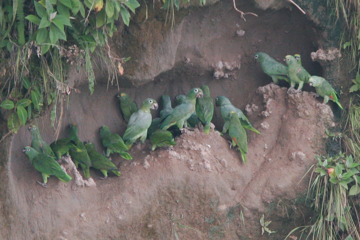 Mealy Amazon (Southern) - Nathan Goldberg
