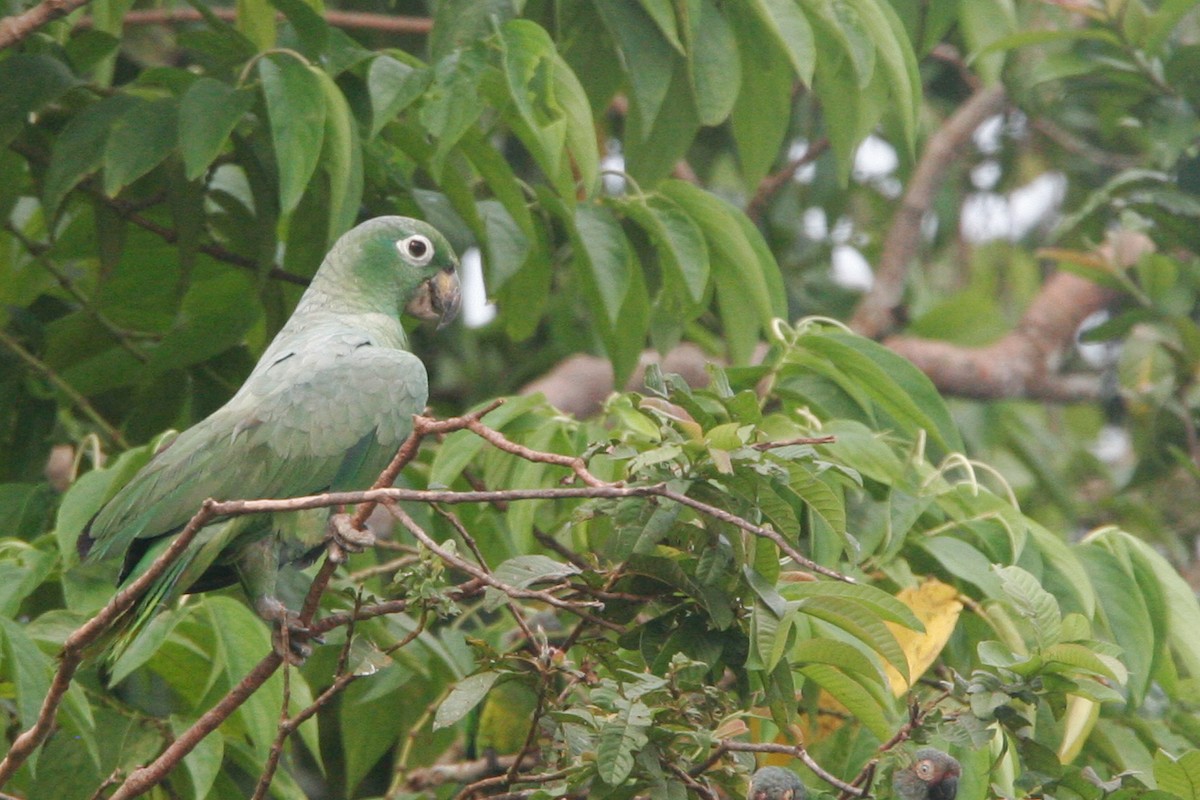 Mealy Amazon (Southern) - Nathan Goldberg