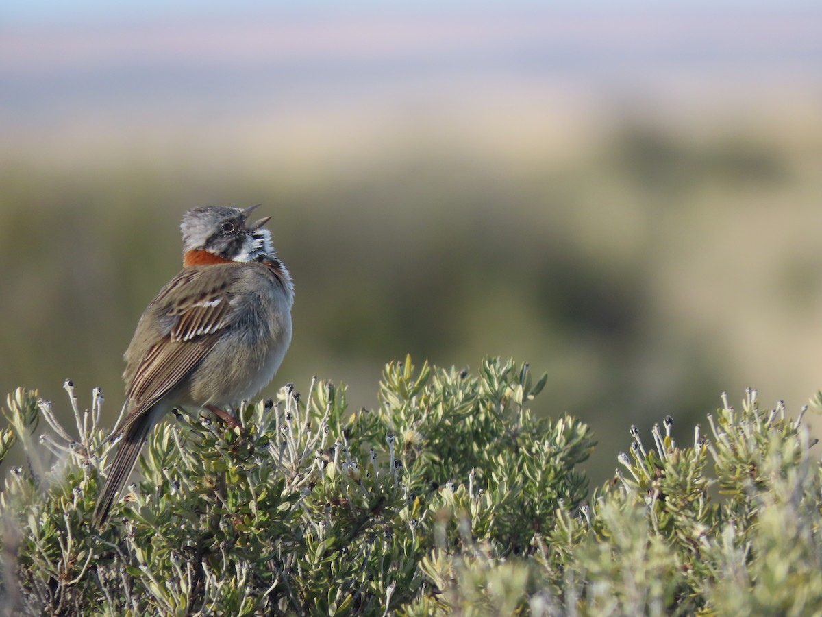 Rufous-collared Sparrow - Diego Yanez Rojas