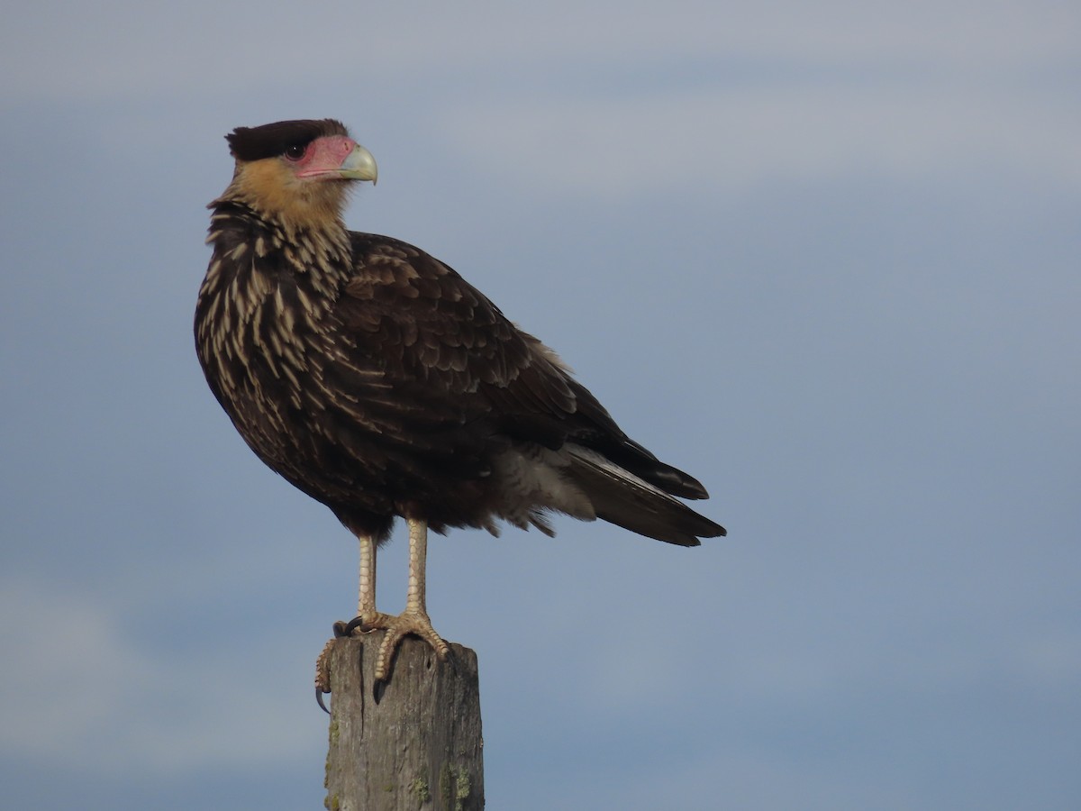 Crested Caracara - Diego Yanez Rojas