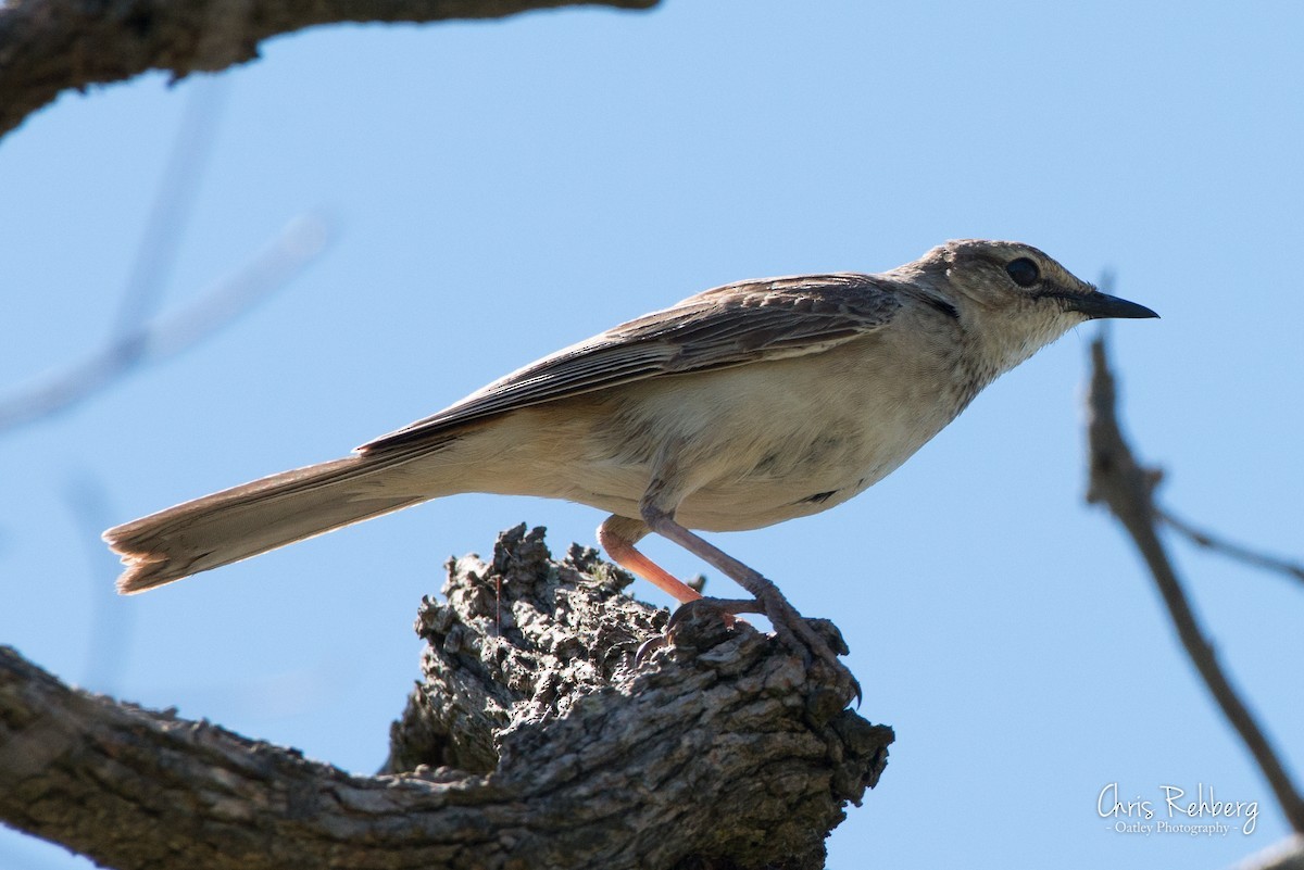 Rufous Songlark - ML364754431