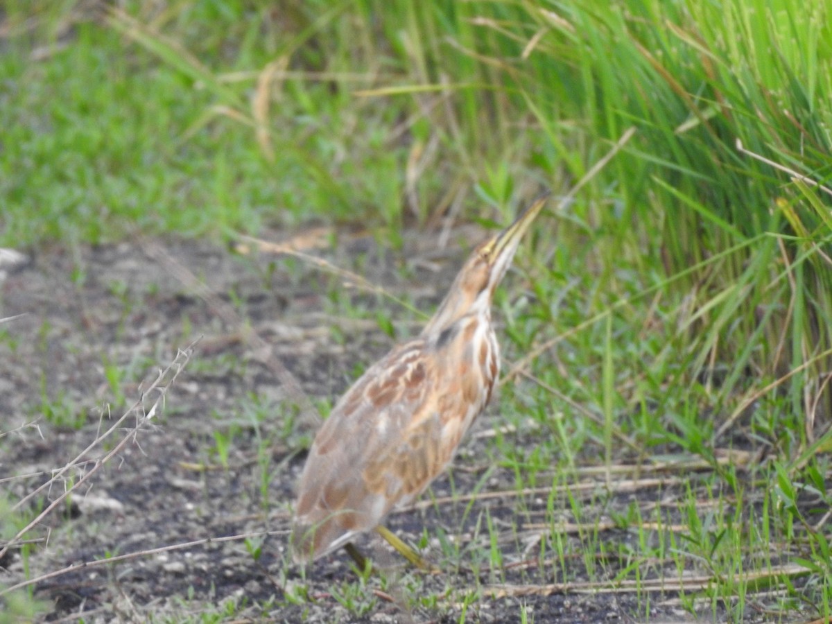 American Bittern - ML364755871