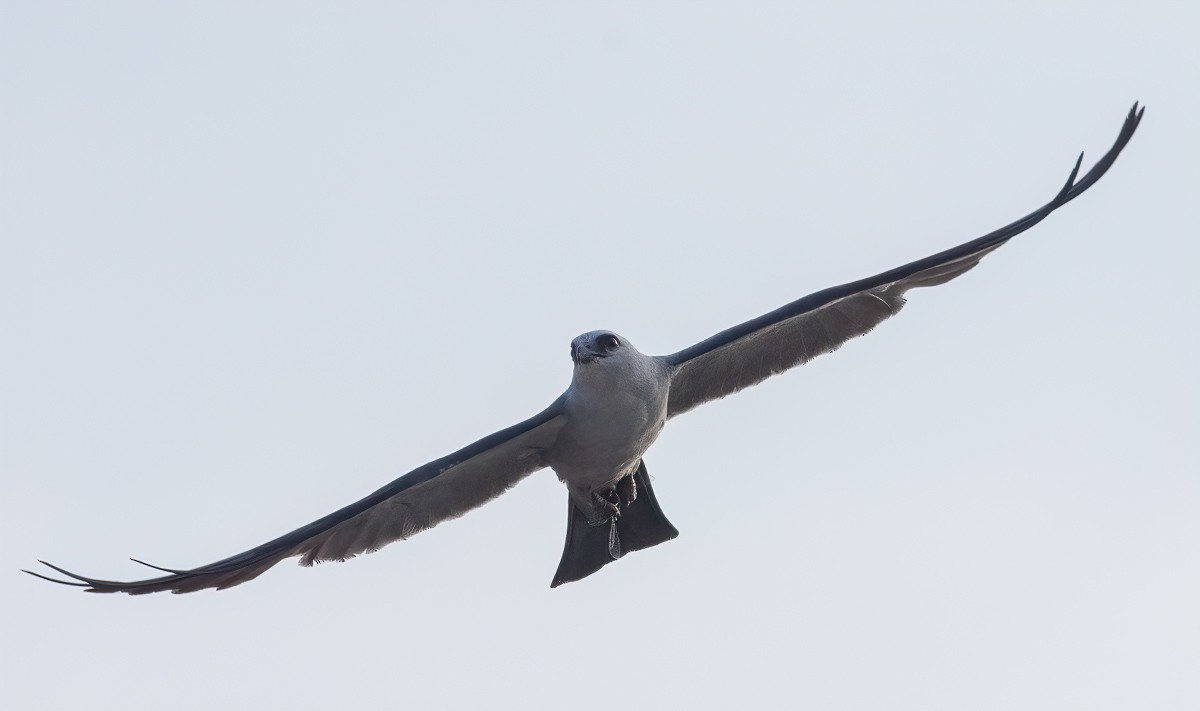 Mississippi Kite - Jay Gilliam