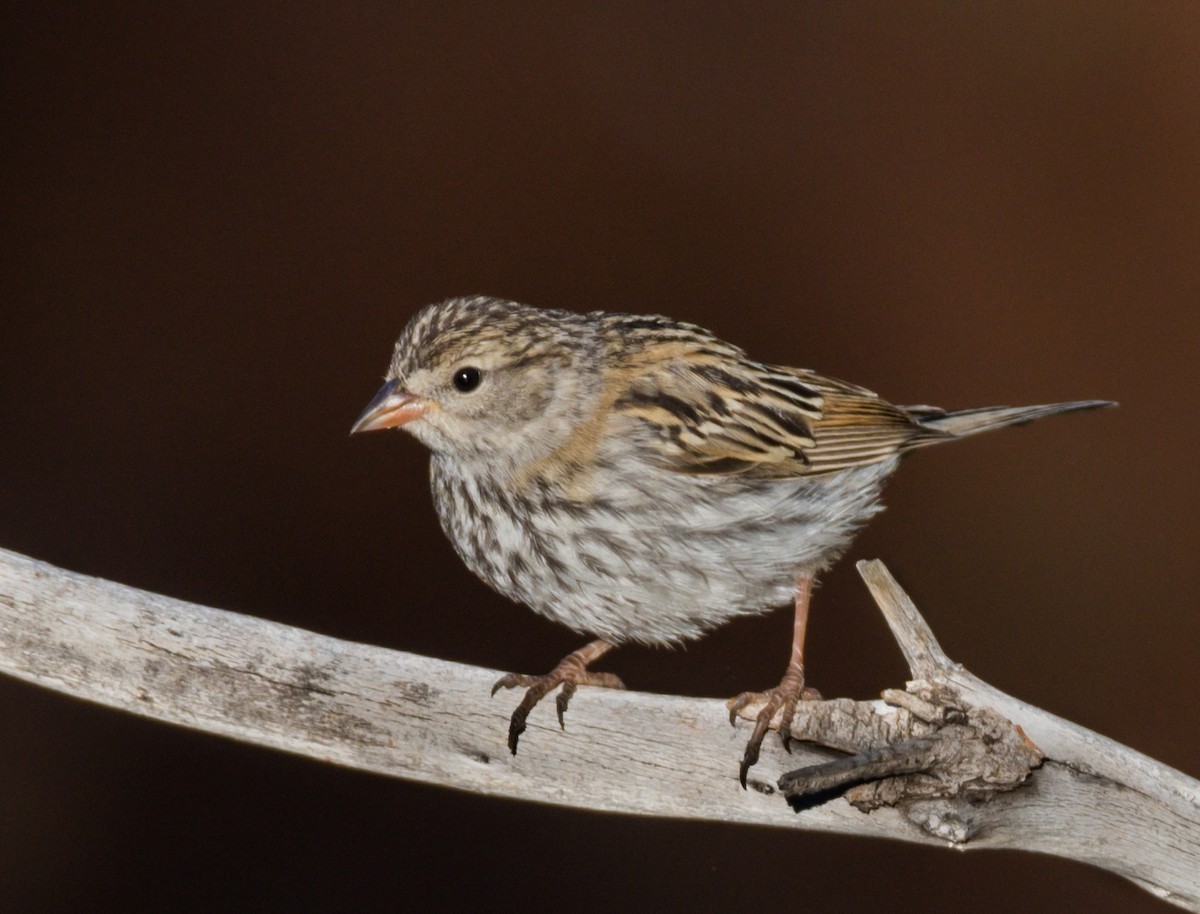 Chipping Sparrow - ML364758881