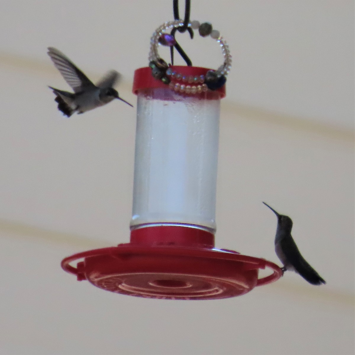 Broad-tailed Hummingbird - ML364760131