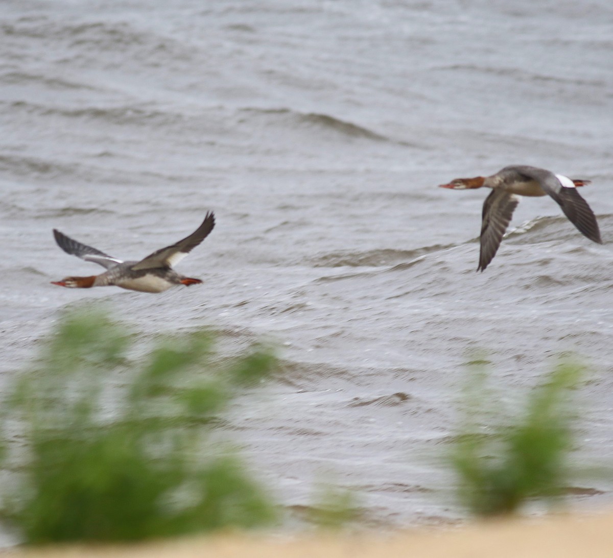 Common Merganser - ML364762081