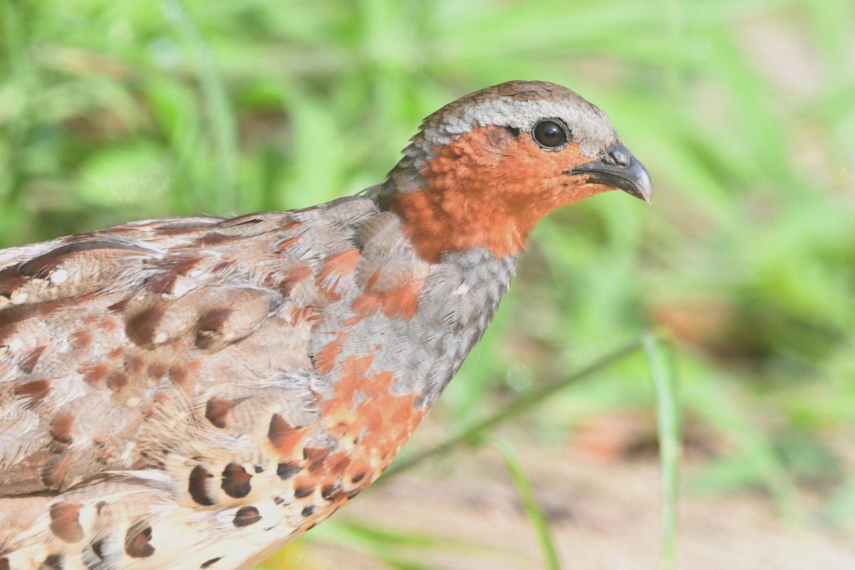 Chinese Bamboo-Partridge - ML364762401