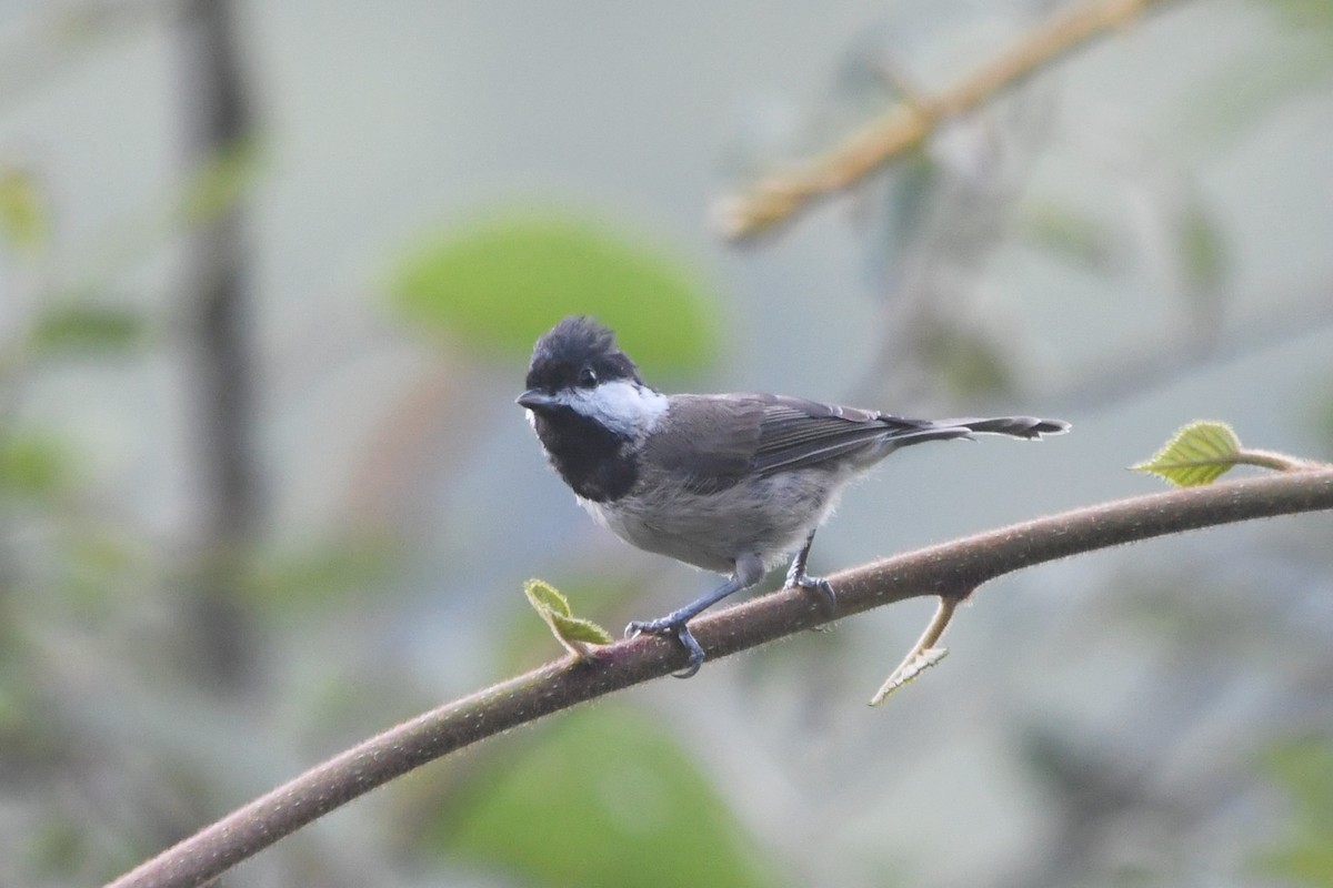 Black-bibbed Tit - Oriental Stork