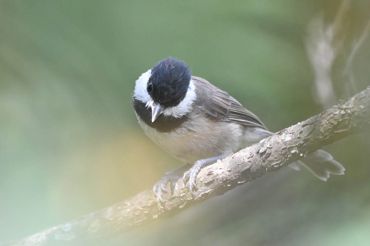 Black-bibbed Tit - ML364763161