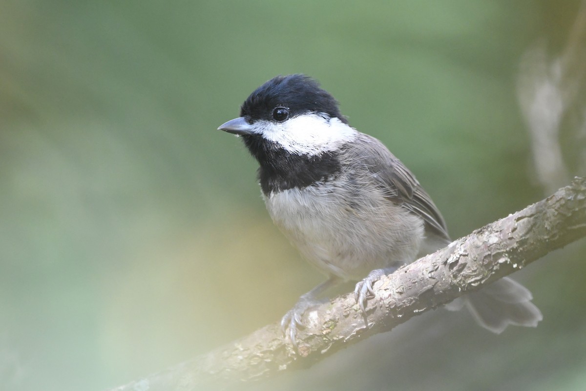 Black-bibbed Tit - ML364763171