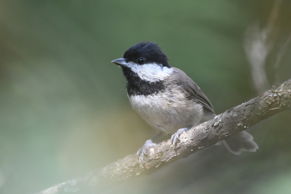 Black-bibbed Tit - ML364763201