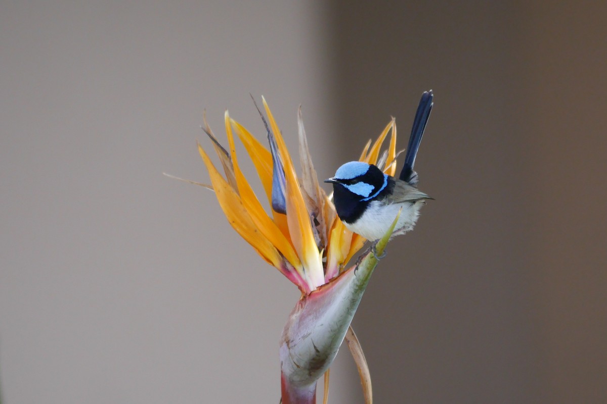 Superb Fairywren - ML36476331