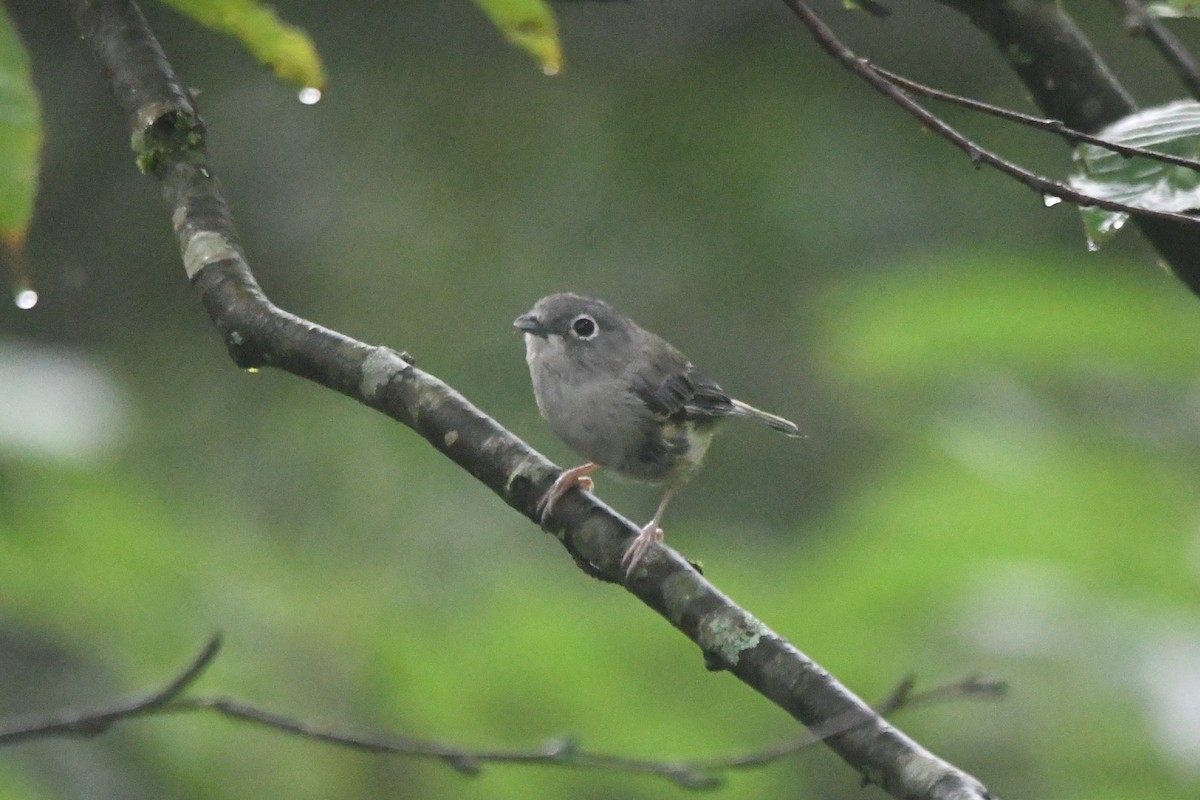 Vireo Alcaudón Verde - ML364764311