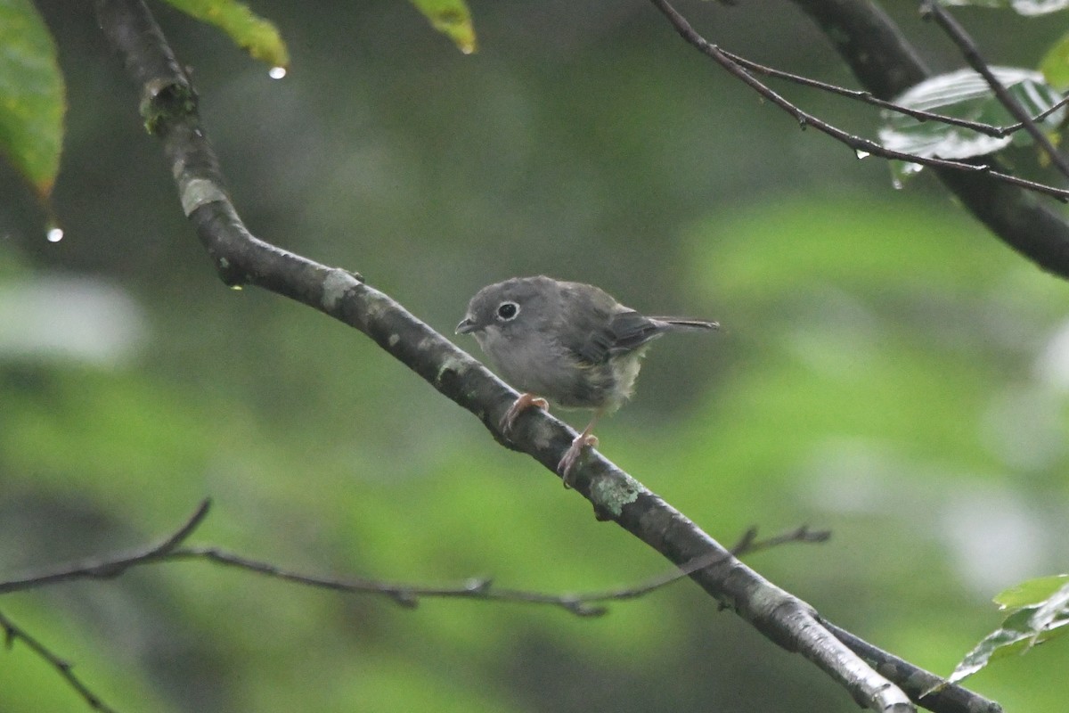 Green Shrike-Babbler - Oriental Stork