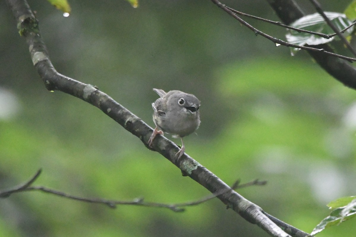 Green Shrike-Babbler - ML364764331