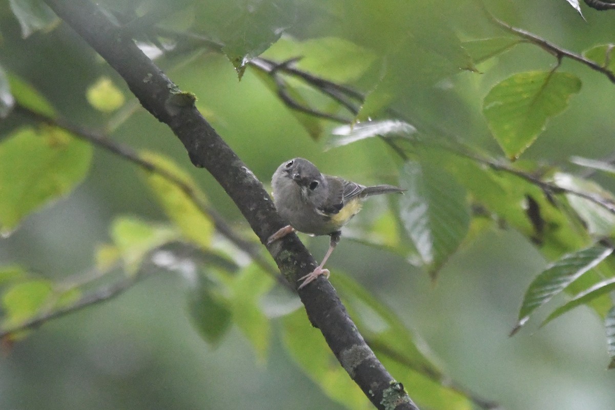 Vireo Alcaudón Verde - ML364764411