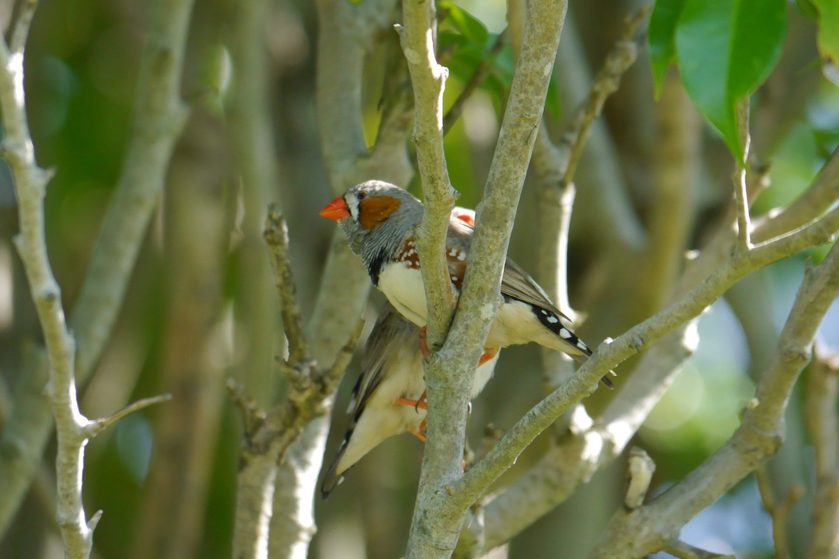 Zebra Finch - ML36476451