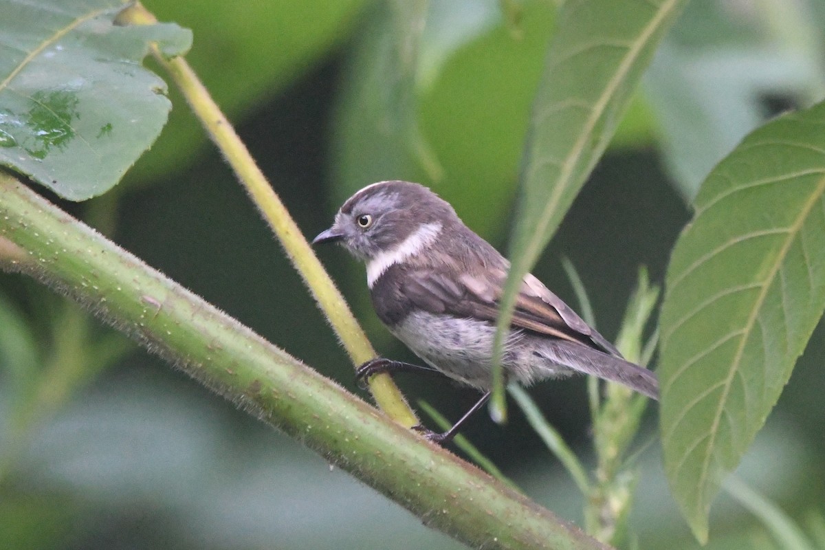 Sooty Tit - ML364764701