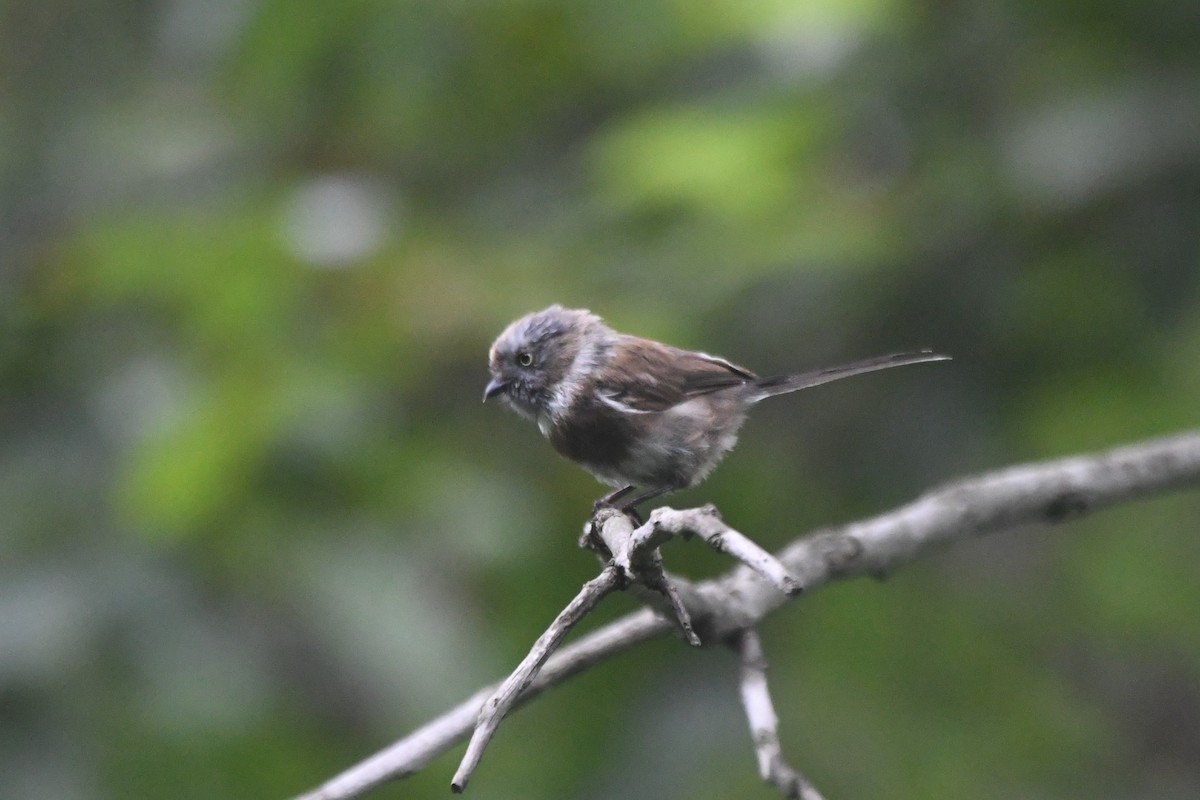 Sooty Tit - ML364764711