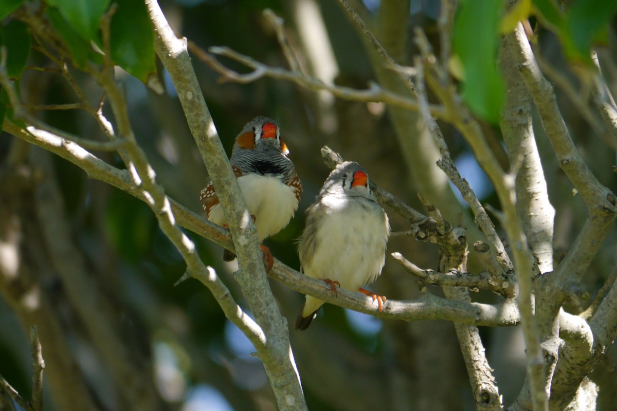 Zebra Finch - ML36476481
