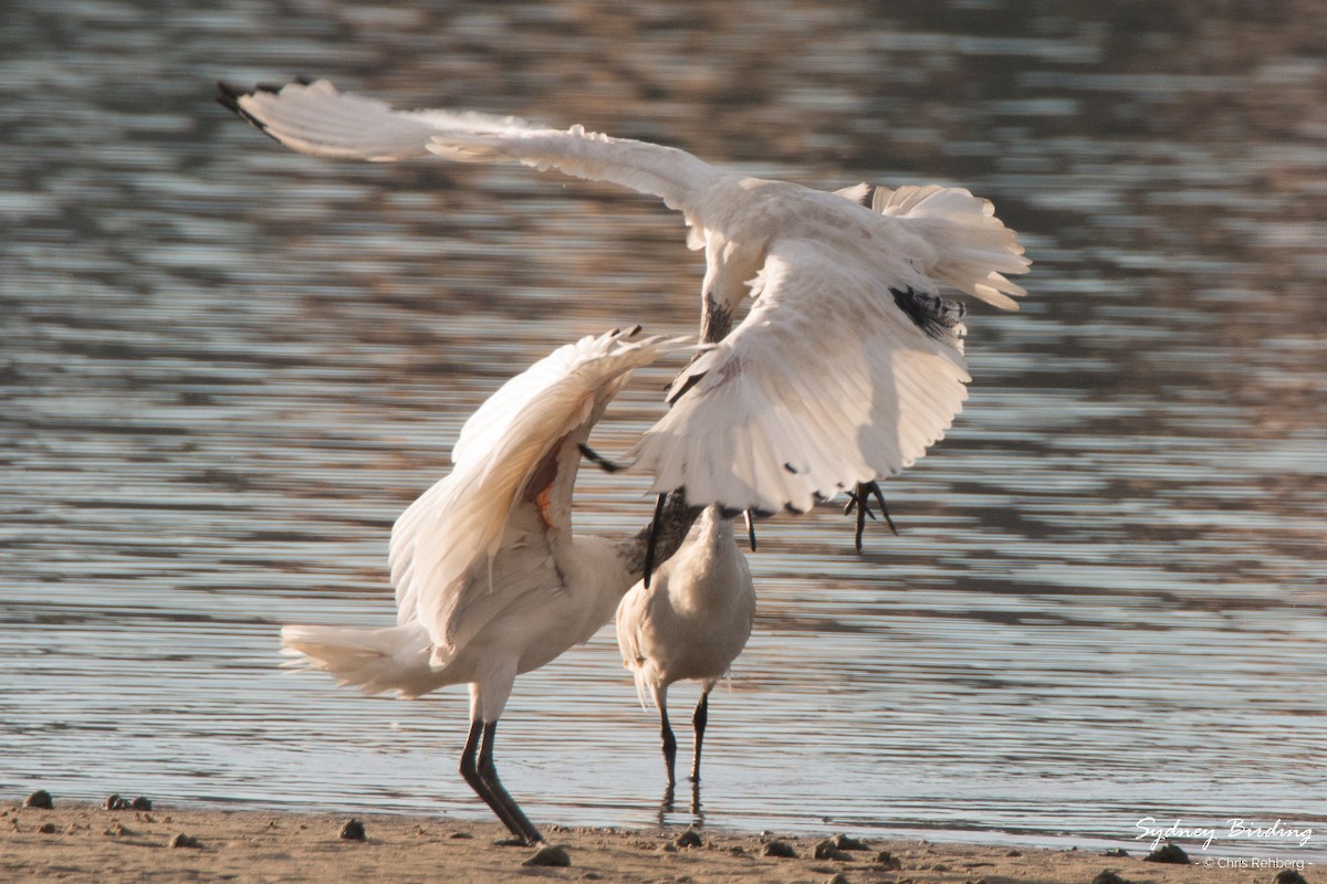 Ibis à cou noir - ML364765131