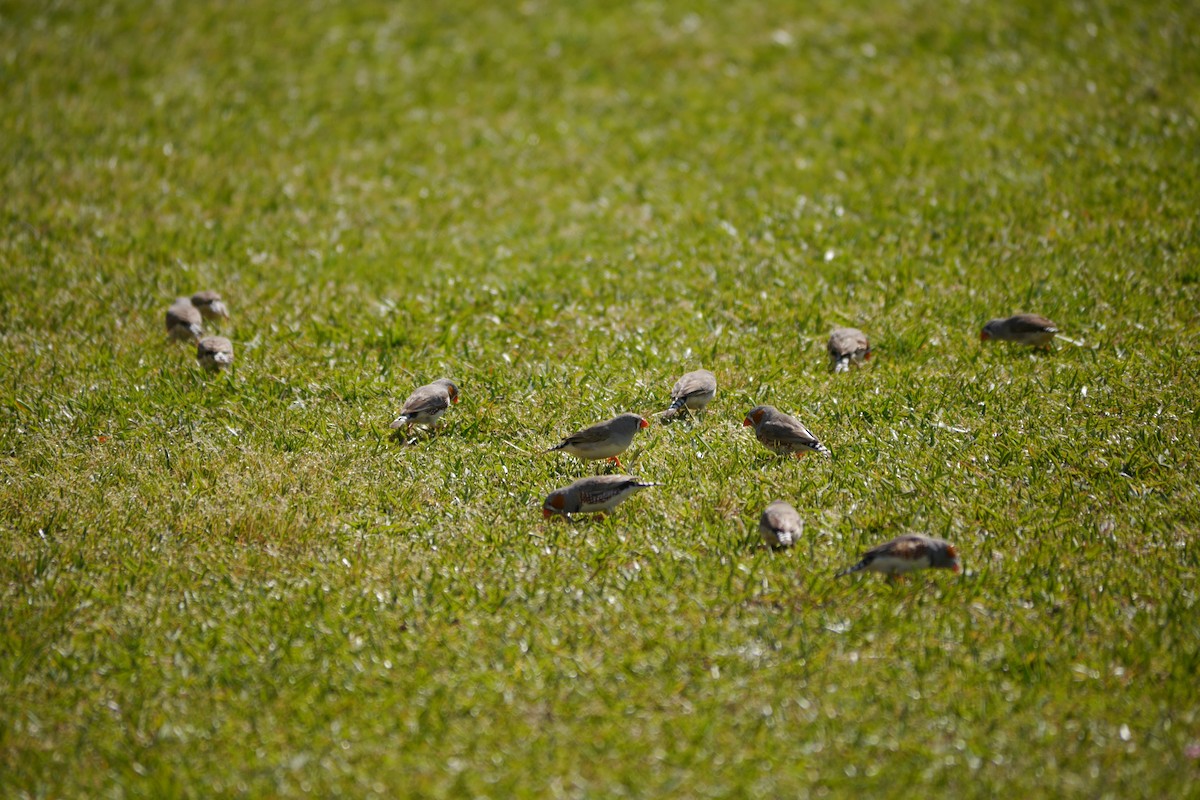 Zebra Finch - ML36476631