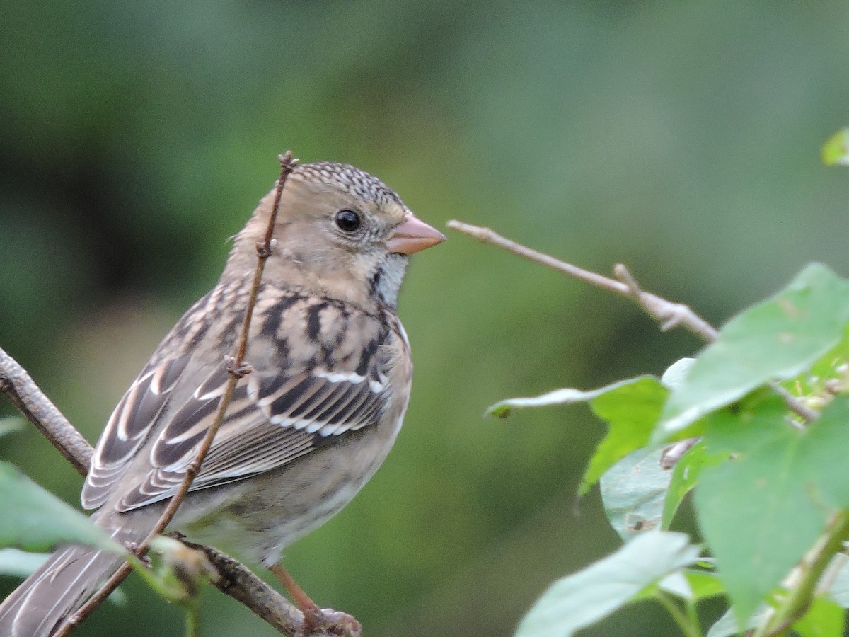 Harris's Sparrow - ML36476641