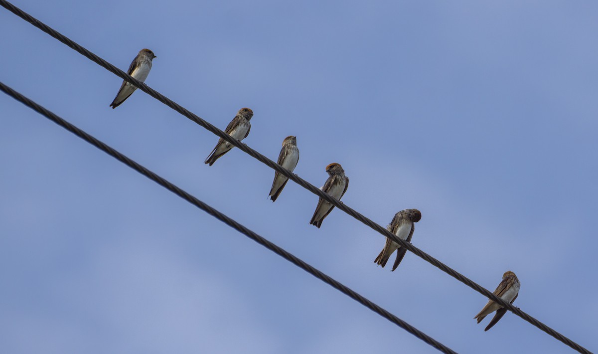 Streak-throated Swallow - ML364767341