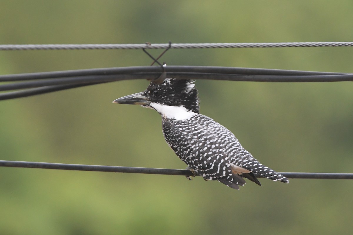 Crested Kingfisher - Oriental Stork