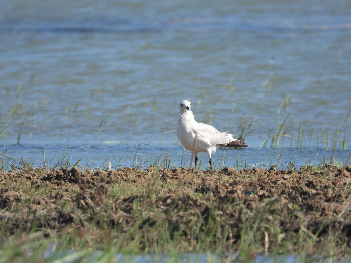 Relict Gull - ML364768841